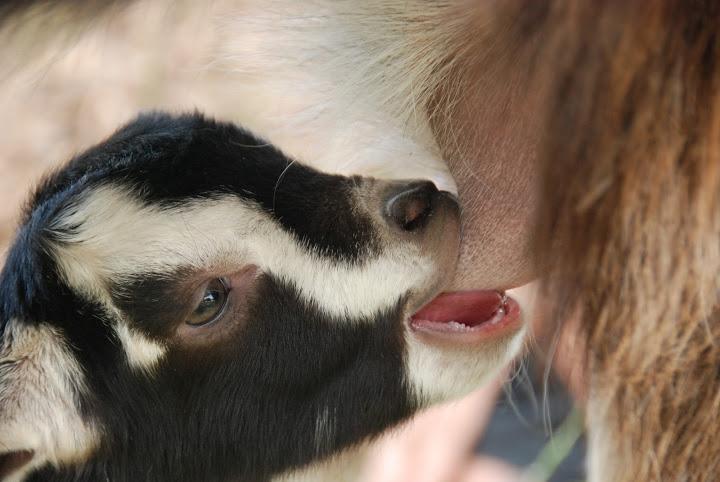 Yarok Az - Ecolodge Farm Ilaniya エクステリア 写真